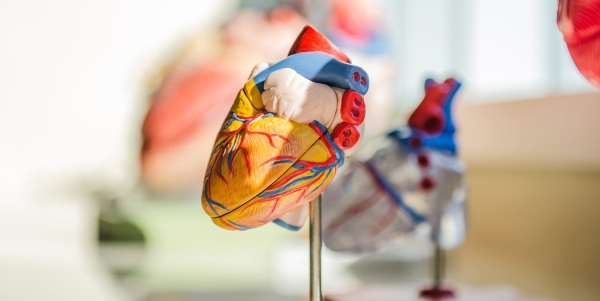 Сердечно-сосудистые заболевания. Список, что это такое, симптомы, статистика, какие бывают, причины, профилактика