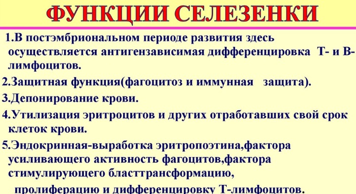 Спленомегалия. Что это такое, как лечить, причины умеренной, незначительной, портальной, выраженной, анализы
