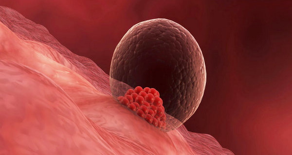 Стадии эмбрионального развития человека по неделям. Фото
