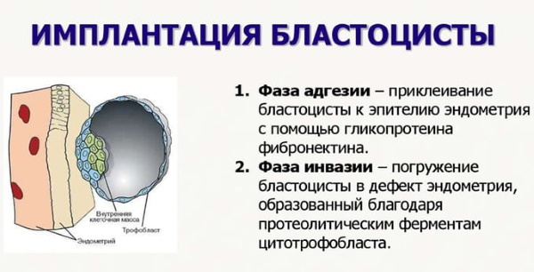 Стадии эмбрионального развития человека по неделям. Фото