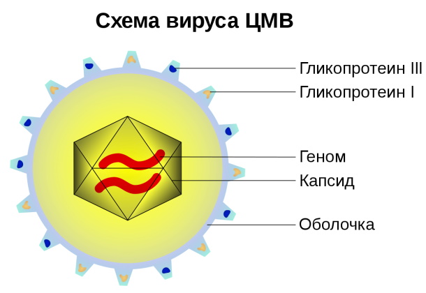 Цитомегаловирус у женщин. Симптомы, лечение