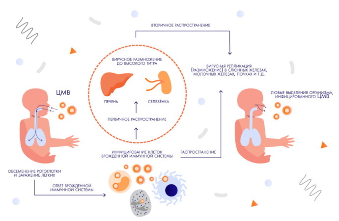 Цитомегаловирус у женщин. Симптомы, лечение