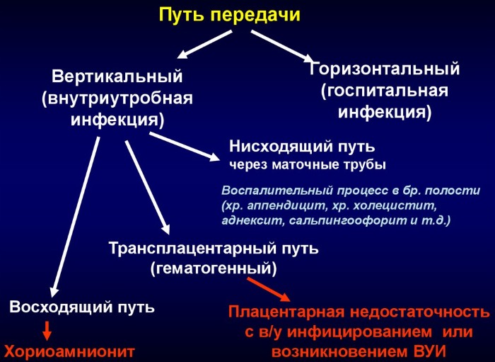 Вертикальный путь передачи инфекции. Это как, примеры