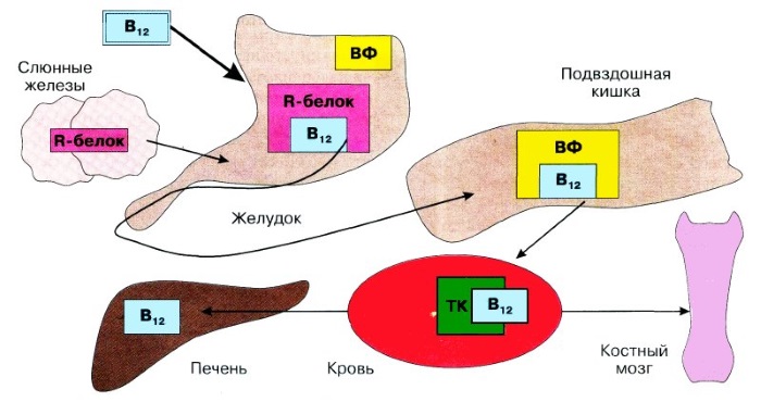 Витамин в12 – для чего нужен организму, формы выпуска, названия препаратов и как принимать женщинам, мужчинам и детям. Комплексы в таблетках и инъекции